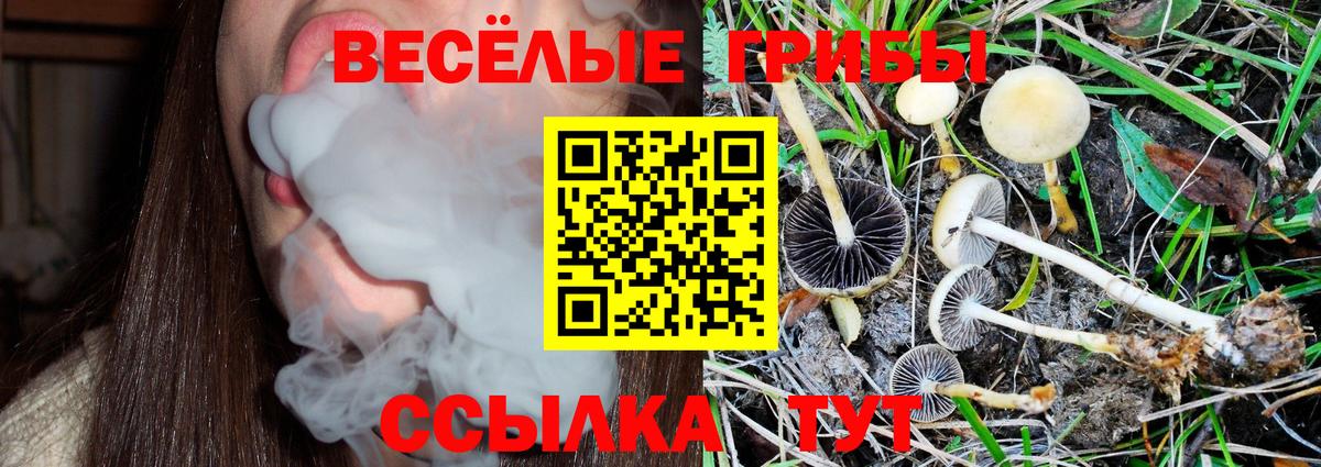 Псилоцибиновые грибы Psilocybine cubensis Тихвин
